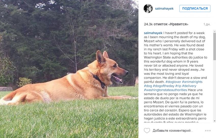 пес Сальмы Хайек