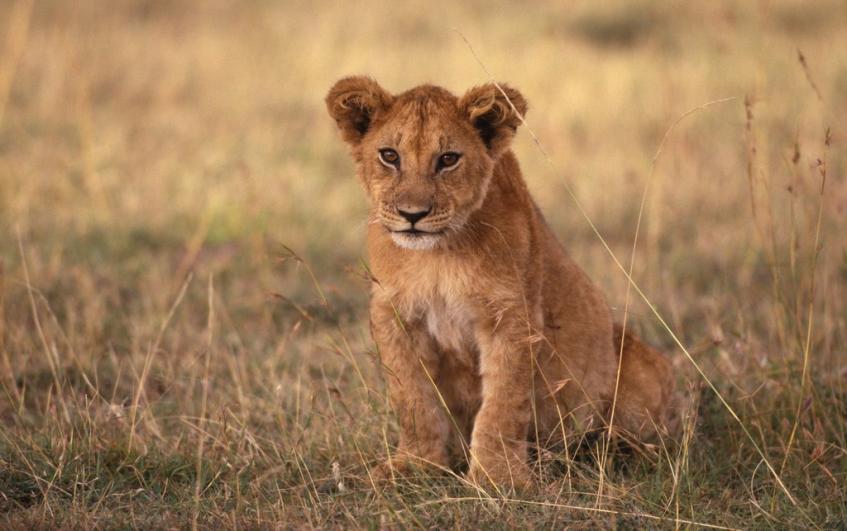 lion cub львенок