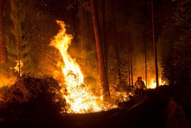Пожары в Сибири важнее чата Леди Гаги: подпиши петицию! 