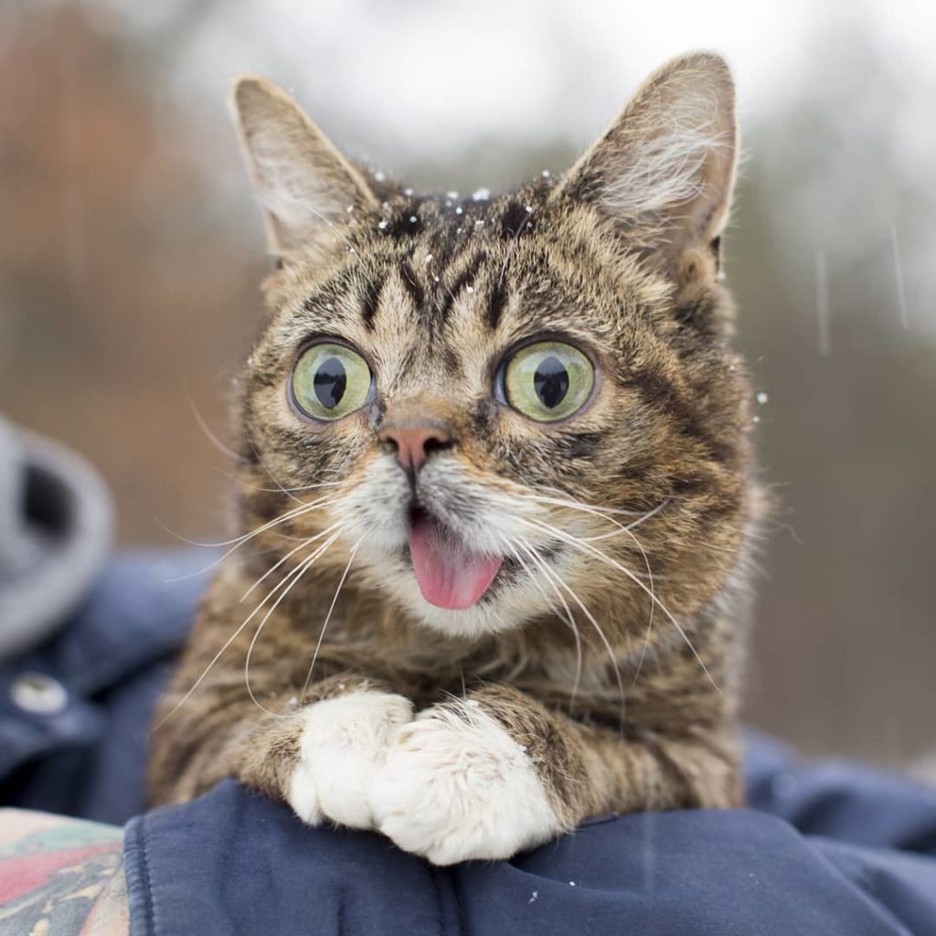 Самая грустная новость дня: умерла знаменитая кошка-мем с высунутым язычком 