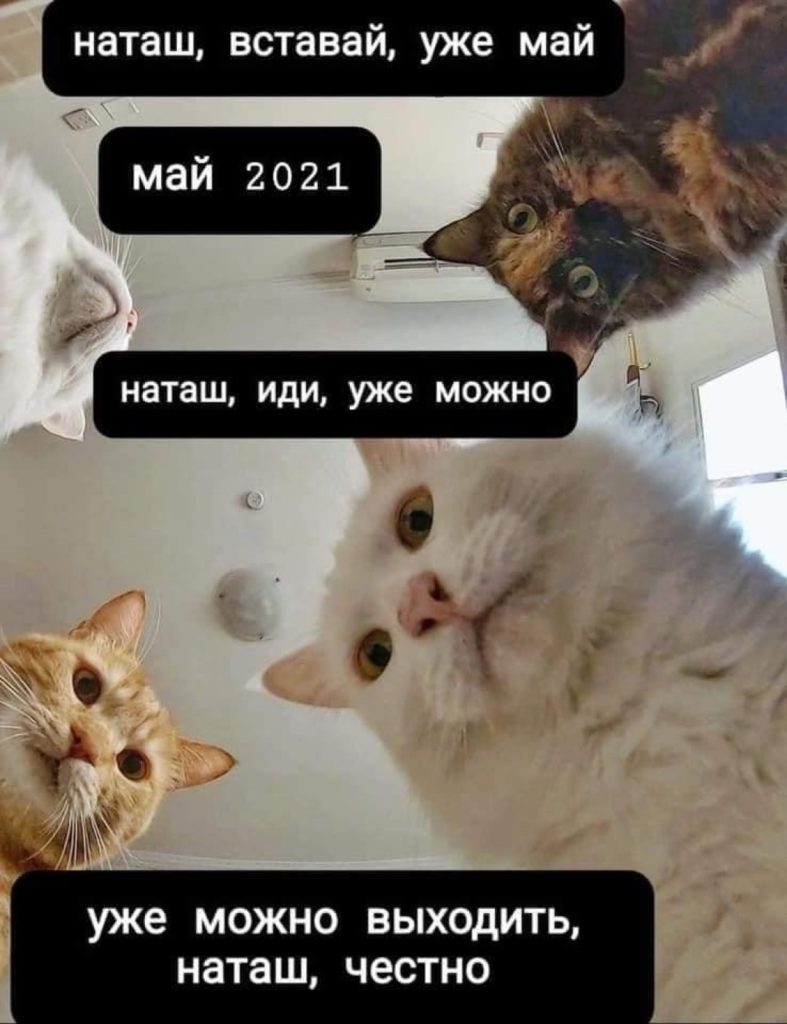 Смешные Коты Фото Мемы