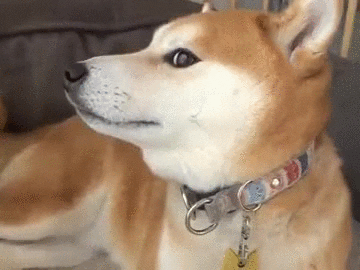 Собака породы сиба-ину снова стала мемом: собрали самые смешные на злобу дня