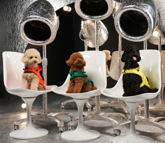 Для самых модных питомцев: Moncler Genius выпустили коллекцию для собак