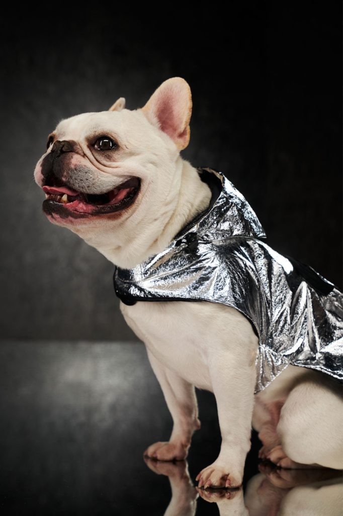 moncler genius dog