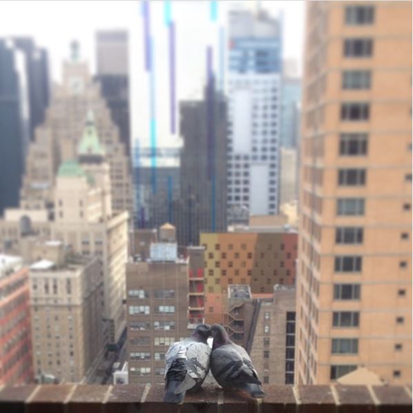 Тимоти Шаламе, как настоящий романтик, умилялся голубкам (февраль 2014). Фото: @tchalamet