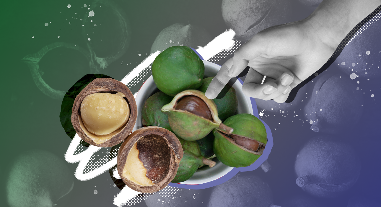 Орех макадамия: полезные свойства, калорийность, сколько можно съесть в день